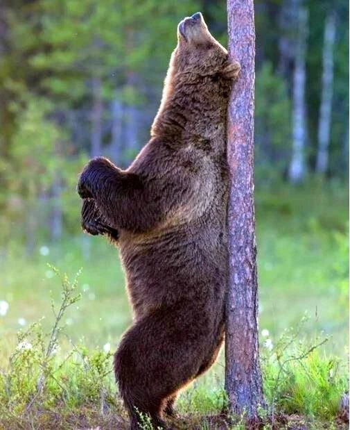 Wall Mounted Back Scratcher, Man Cave Decor, Back Massager, Backscratcher