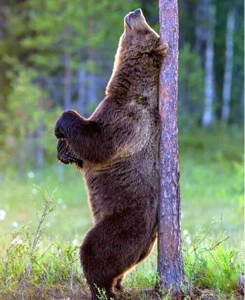 Wall Mounted Back Scratcher, Man Cave Decor, Back Massager, Backscratcher